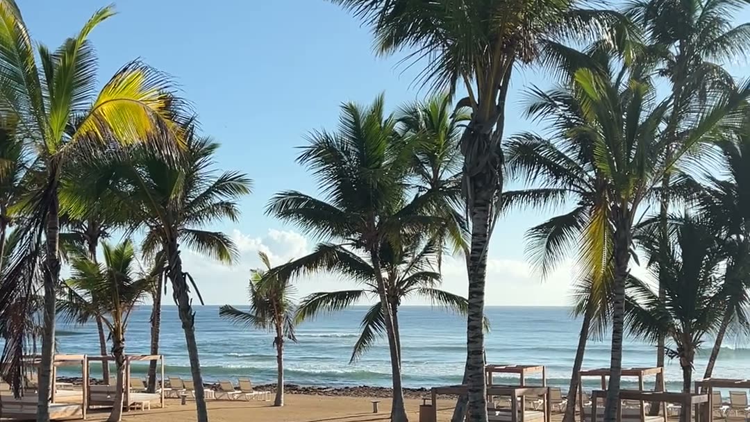 Palm trees on the beach at the W Punta Cana