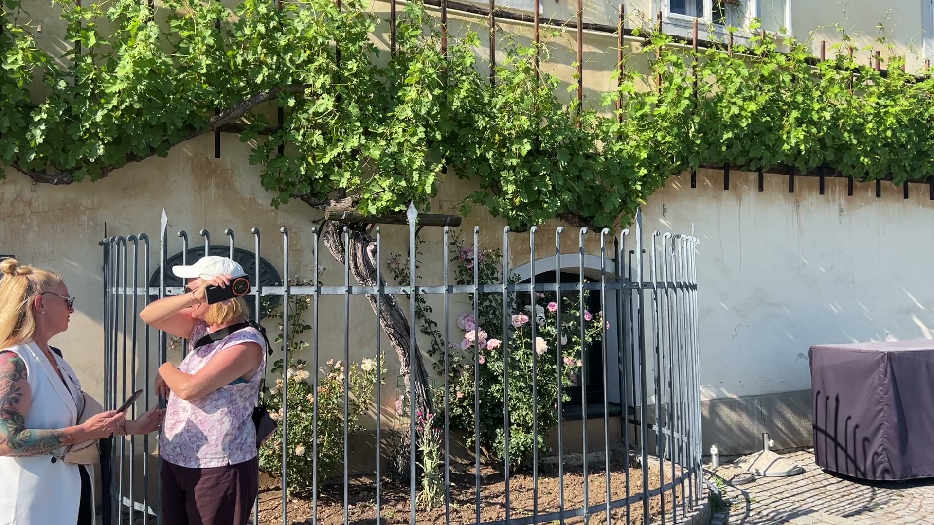 The Old Vine of Maribor, the oldest grapevine on earth, on Iv&aacute;n Verzoub's Slovenia site inspection for corporate incentive groups